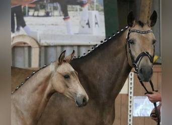Tysk sporthäst, Sto, 12 år, 163 cm, Gulbrun