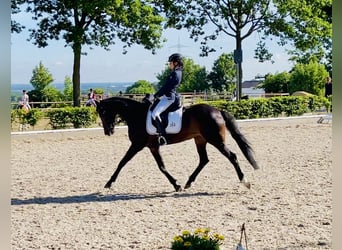 Tysk sporthäst, Sto, 12 år, 168 cm, Brun