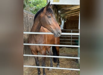Tysk sporthäst, Sto, 12 år, 168 cm, Mörkbrun