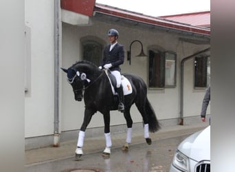 Tysk sporthäst, Sto, 12 år, 172 cm, fux