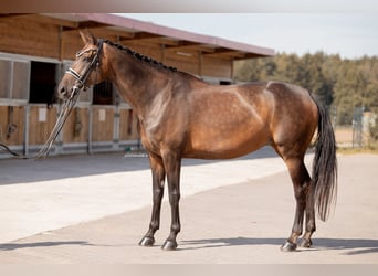 Tysk sporthäst, Sto, 12 år, 172 cm, Mörkbrun