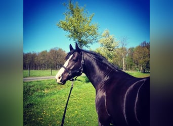 Tysk sporthäst, Sto, 13 år, 167 cm, Svart