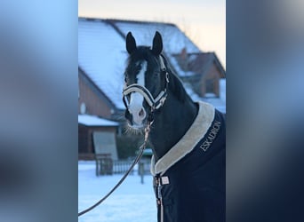 Tysk sporthäst, Sto, 13 år, 167 cm, Svart