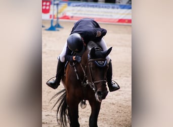 Tysk sporthäst, Sto, 13 år, 168 cm, Brun