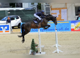 Tysk sporthäst, Sto, 13 år, 168 cm, Brun