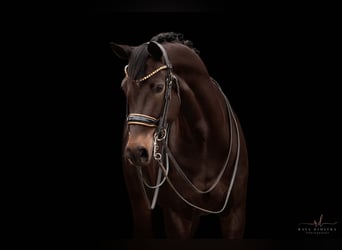 Tysk sporthäst, Sto, 13 år, 168 cm, Mörkbrun