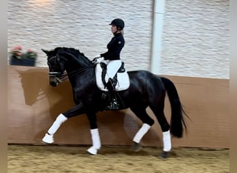 Tysk sporthäst, Sto, 13 år, 168 cm, Mörkbrun