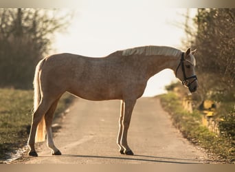 Tysk sporthäst, Sto, 13 år, Palomino