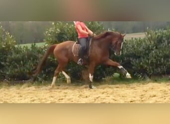 Tysk sporthäst, Sto, 14 år, 169 cm, fux