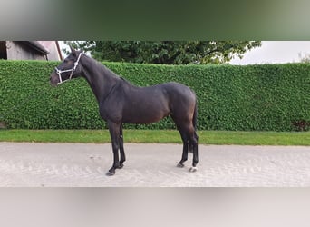 Tysk sporthäst, Sto, 15 år, 171 cm, Mörkbrun