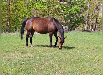 Tysk sporthäst, Sto, 16 år, 168 cm, Brun