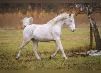 Tysk sporthäst, Sto, 1 år, 150 cm, Palomino