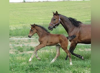 Tysk sporthäst, Sto, 1 år, 165 cm, Brun