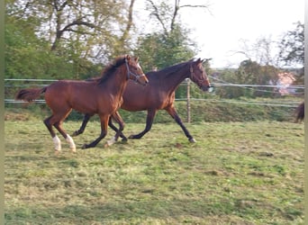 Tysk sporthäst, Sto, 1 år, 165 cm, Brun