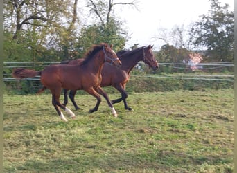 Tysk sporthäst, Sto, 1 år, 167 cm, Brun