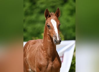 Tysk sporthäst, Sto, 1 år, 169 cm, Fux