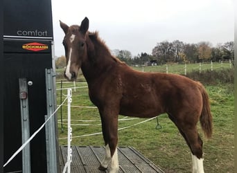 Tysk sporthäst, Sto, 1 år, 170 cm, fux