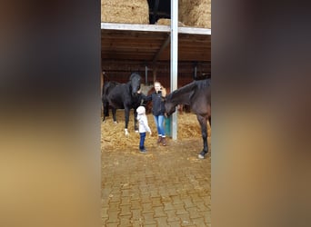Tysk sporthäst, Sto, 20 år, 173 cm, Svart