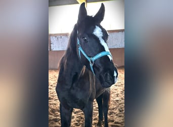 Tysk sporthäst, Sto, 2 år, 155 cm, Svart