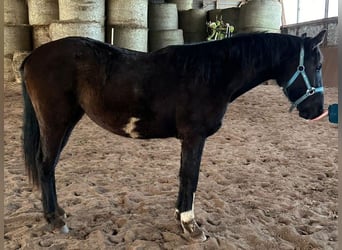 Tysk sporthäst, Sto, 2 år, 155 cm, Svart