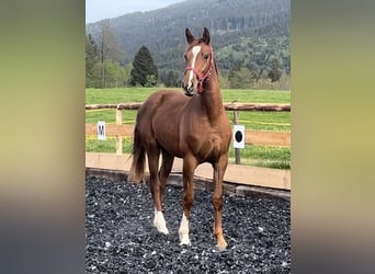 Tysk sporthäst, Sto, 2 år, 168 cm, Fux