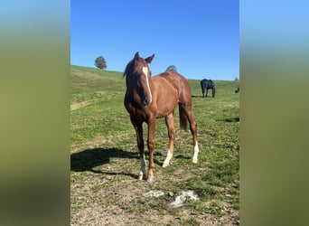 Tysk sporthäst, Sto, 2 år, 168 cm, Fux