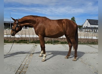 Tysk sporthäst, Sto, 2 år, 176 cm, fux