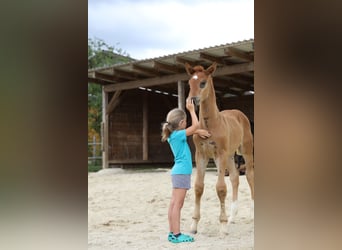 Tysk sporthäst, Sto, 2 år, fux