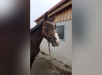Tysk sporthäst, Sto, 2 år, Fux