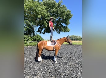 Tysk sporthäst, Sto, 3 år, 161 cm, Brun
