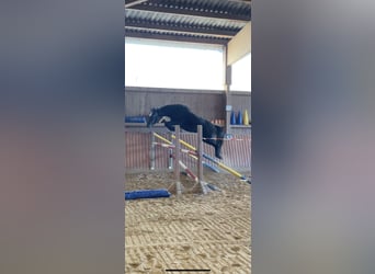 Tysk sporthäst, Sto, 3 år, 163 cm, Grå-mörk-brun