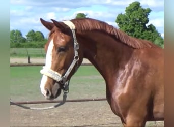 Tysk sporthäst, Sto, 3 år, 165 cm, fux