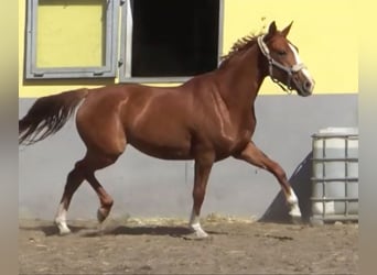 Tysk sporthäst, Sto, 3 år, 165 cm, fux