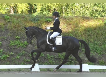 Tysk sporthäst, Sto, 3 år, 165 cm, Svart