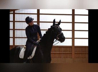 Tysk sporthäst, Sto, 3 år, 166 cm, Rökfärgad svart