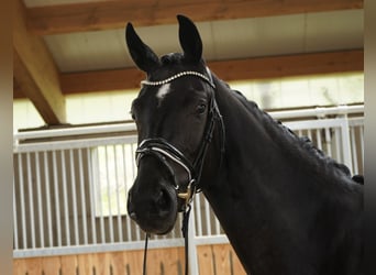 Tysk sporthäst, Sto, 3 år, 166 cm, Rökfärgad svart