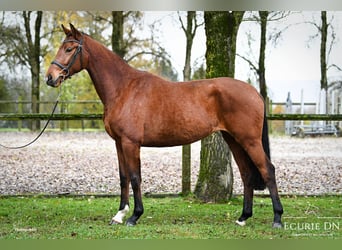 Tysk sporthäst, Sto, 3 år, 167 cm, Brun