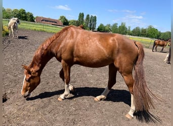 Tysk sporthäst, Sto, 3 år, 167 cm, fux