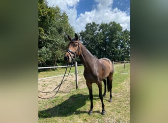 Tysk sporthäst, Sto, 3 år, 167 cm, Mörkbrun
