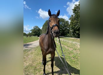 Tysk sporthäst, Sto, 3 år, 167 cm, Mörkbrun