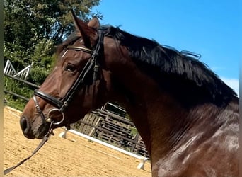 Tysk sporthäst, Sto, 3 år, 168 cm, Brun