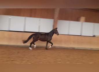 Tysk sporthäst, Sto, 3 år, 169 cm, Rökfärgad svart