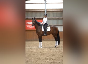 Tysk sporthäst, Sto, 3 år, 170 cm, Brun