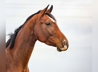 Tysk sporthäst, Sto, 3 år, 171 cm, Brun