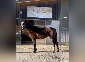 Tysk sporthäst, Sto, 3 år, 171 cm, Mörkbrun