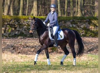 Tysk sporthäst, Sto, 4 år, 162 cm, Mörkbrun