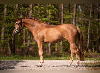 Tysk sporthäst, Sto, 4 år, 164 cm, fux