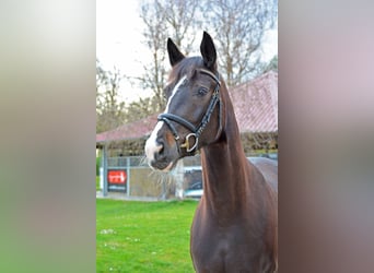 Tysk sporthäst, Sto, 4 år, 164 cm, Rökfärgad svart