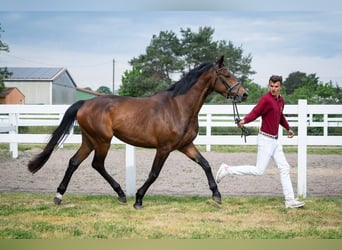 Tysk sporthäst, Sto, 4 år, 165 cm, Brun