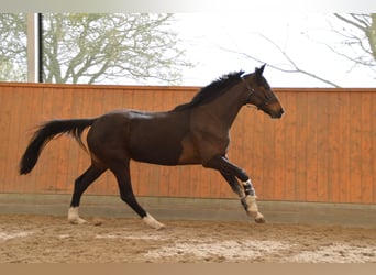 Tysk sporthäst, Sto, 4 år, 165 cm, Mörkbrun